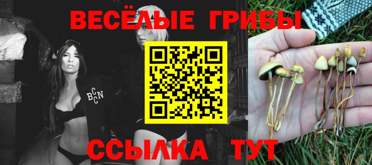Галлюциногенные грибы MAGIC MUSHROOMS  где можно купить наркотик  Кизляр 